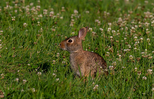 Cottontail rabbit (Lepus sylvaticus) on meadow,nature scene from Wisconsin