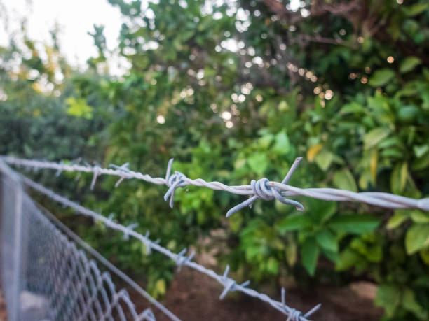 istock Barbed wire fence around fruit garden. Restricted area, do not trespassing 1163693471