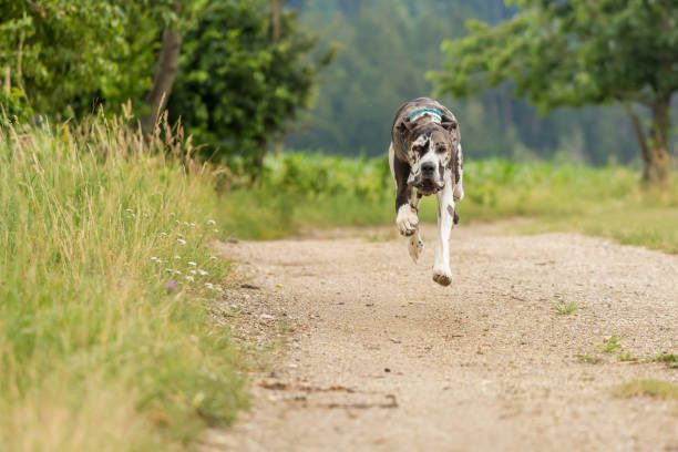 running great dane have fun, front view
