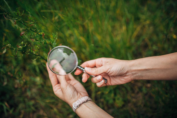 One woman, lady explorer and biologist using magnifying glass in nature alone.