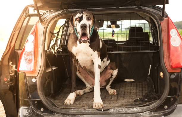 istock great dane sitting in car 1163693654