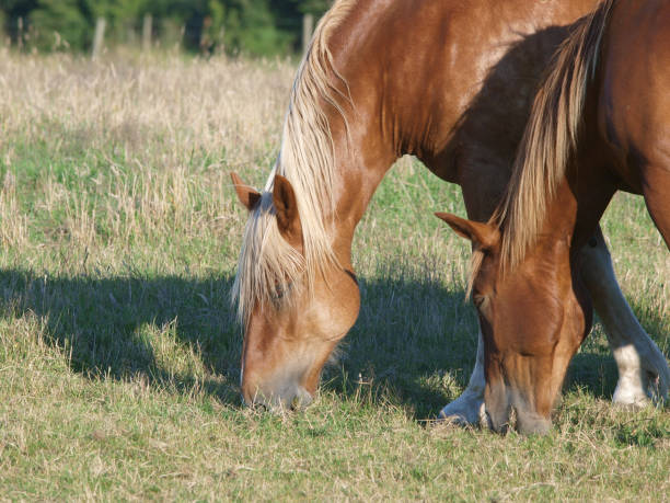 istock Rare Breed Suffolk Punch Horses Grazing 1163693916