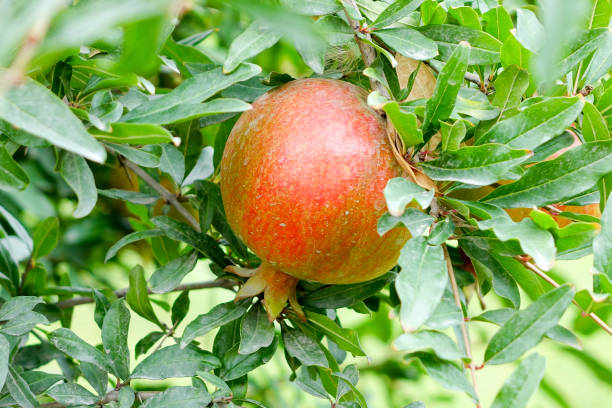 istock Sweet pomegranate fruit on tree branch 1163693925