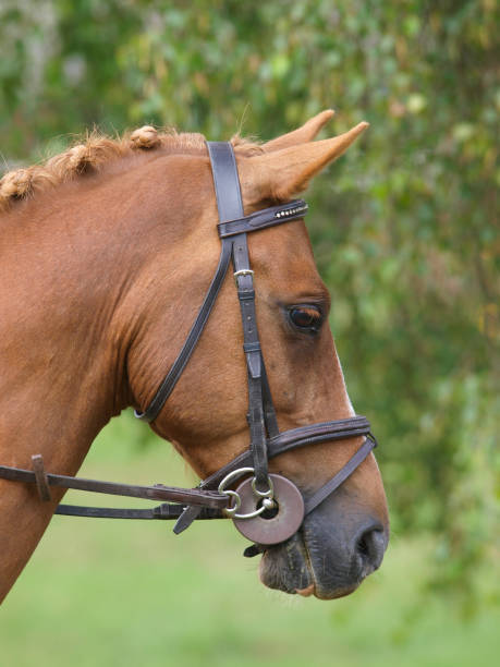 istock Horse in the Show Ring 1163693947