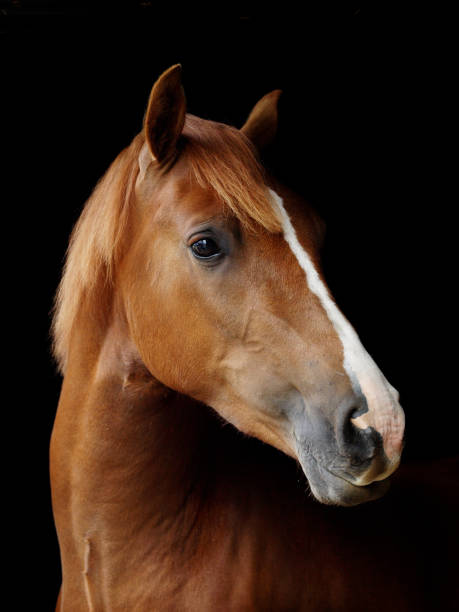 istock Pretty Horse Head Shot 1163693953