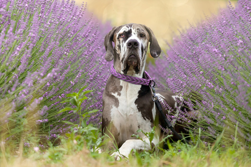 boarhound in lavender field, germany, front view