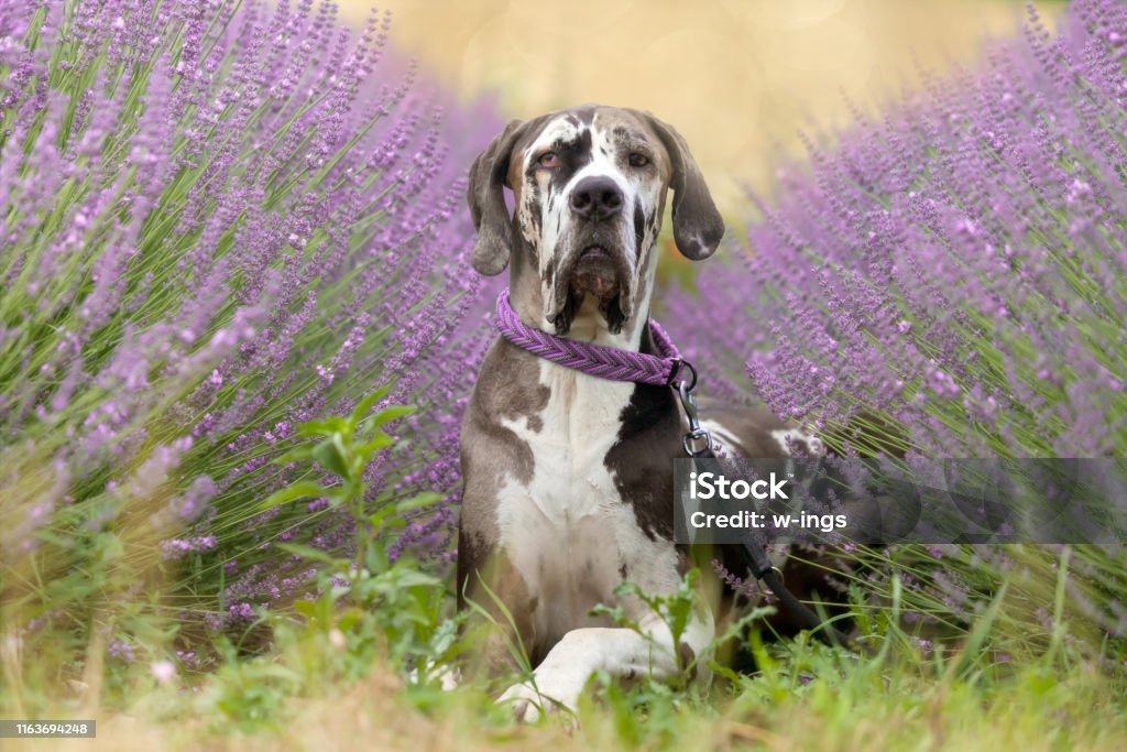 great dane sitting between lavender boarhound in lavender field, germany, front view Great Dane Stock Photo