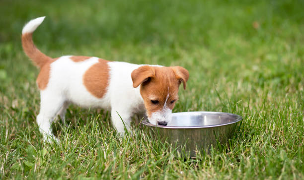 istock Small puppy drinking water in the grass in summer 1163694410
