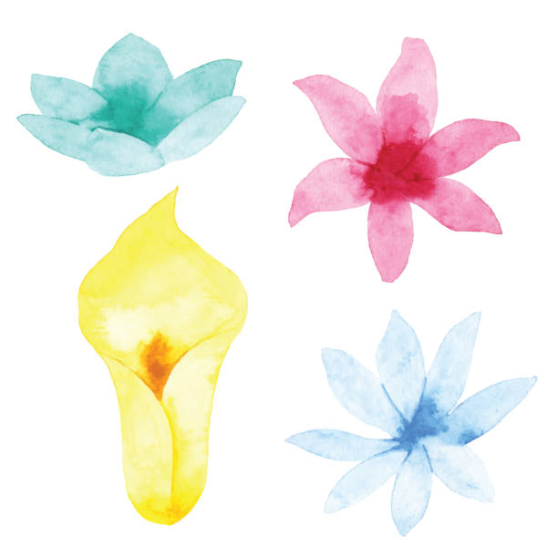 ilustraciones, imágenes clip art, dibujos animados e iconos de stock de conjunto de flores de acuarela - alcatraces de colores