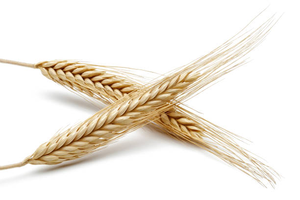 Yellow wheat ears isolated on white background