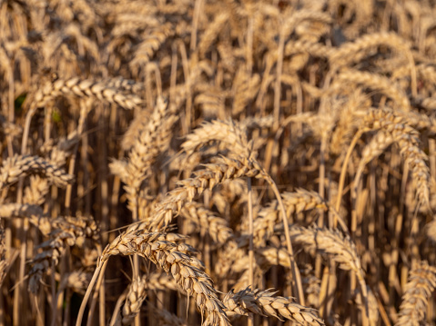 golden Wheat before the harvest