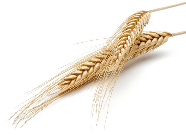 istock Yellow wheat ears isolated on white 1163695899
