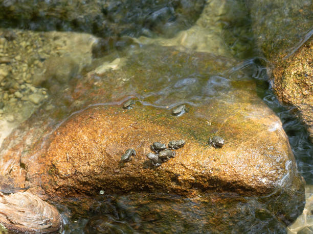 Tiny baby toads on stone, just leaving the water. Just metamorphosed.