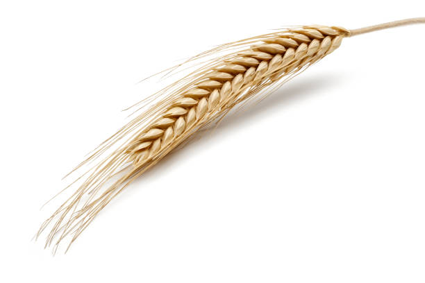 istock Yellow wheat ears isolated on white 1163696092
