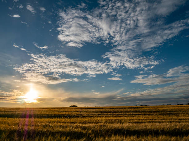 istock Grain field in the sunset with cloud landscape 1163696558