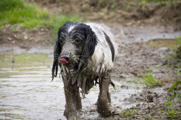 istock Naughty spaniel thats been playing in a muddy puddle 1163696568