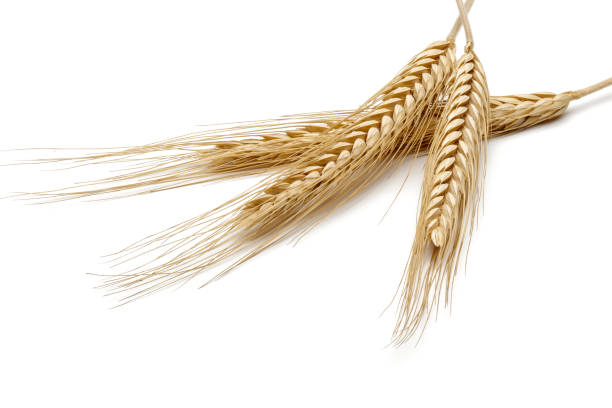 istock Yellow wheat ears isolated on white 1163696711