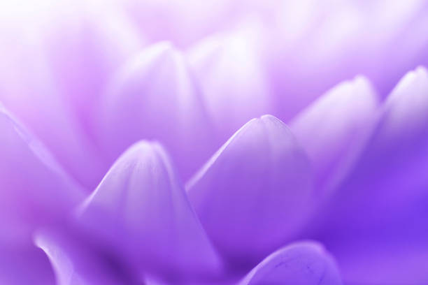istock Purple Flower Petals 1163697843
