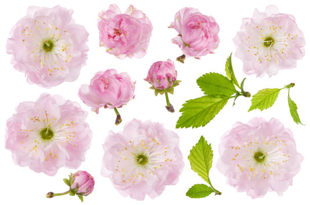 mandelblüte isoliert. satz von frühling rosa mandelblumen, bud und grünes blatt isoliert auf weißem hintergrund, nahaufnahme - close up beauty in nature flower head flower stock-fotos und bilder
