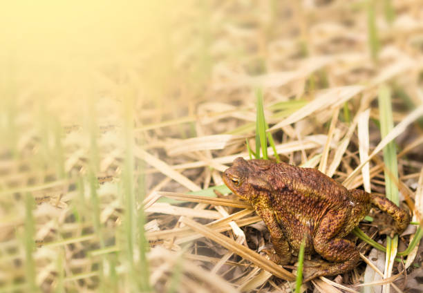 istock Big brown frog sitting on the grass at suny day. Space for text 1163699173
