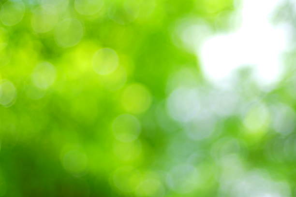 Green tree and sunlight abstract blur background style Backgrounds, Defocused, Leaf, Green Color, Tree forest flower dapple gray sunlight stock pictures, royalty-free photos & images