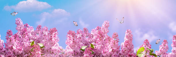 istock Spring branch of blossoming lilac with butterfly. Nature spring background with sunlight. Space for text. Panoramic view 1163700381