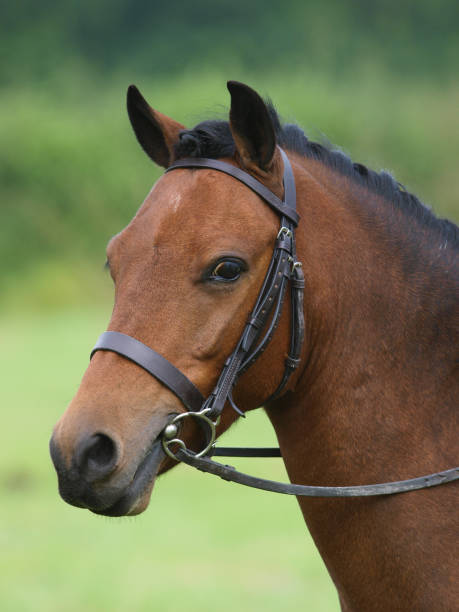 istock Horse in the Show Ring 1163701549