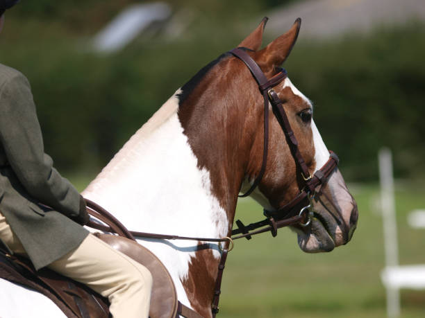 istock Pretty Horse Head Shot 1163701563