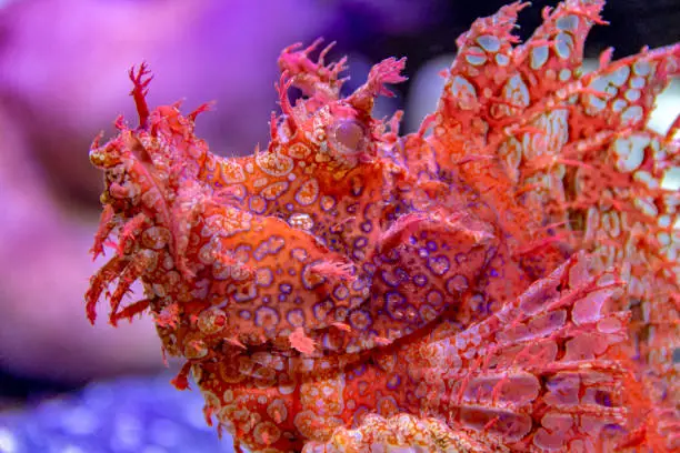 a red scorpionfish in vibrant colored ambiance