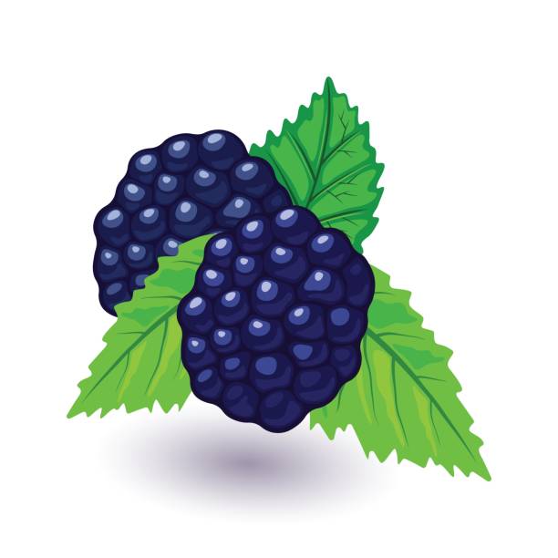 illustrazioni stock, clip art, cartoni animati e icone di tendenza di mora succosa e fresca con foglie verdi. lampone nero dolce - gelatin dessert blueberry blue dessert