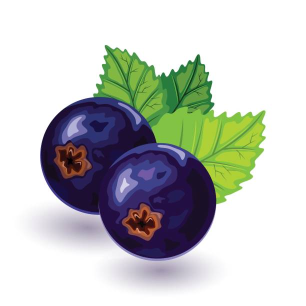 dojrzała, słodka i soczysta czarna porzeczka z zielonymi liśćmi. składnik zdrowego odżywiania i odżywiania - berry fruit currant dessert vector stock illustrations