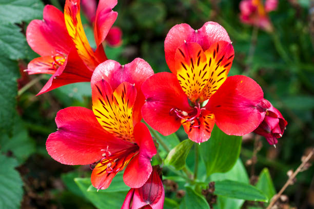 Alstroemeria 'Red Beauty' Alstroemeria 'Red Beauty' also known as Peruvian Lily alstroemeria stock pictures, royalty-free photos & images