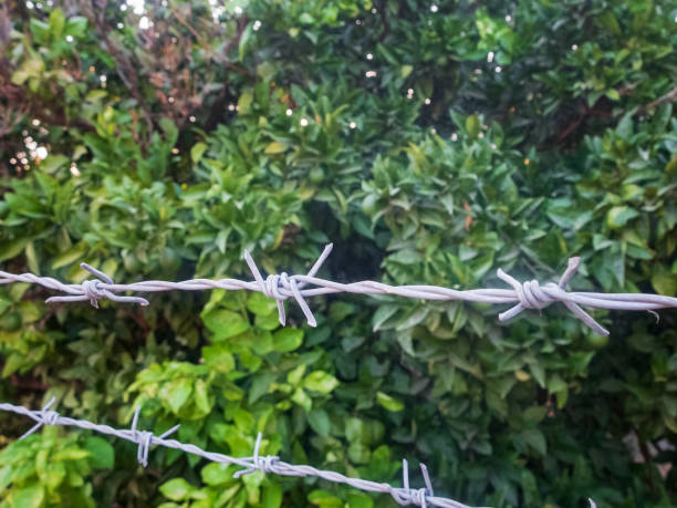 istock Barbed wire fence around fruit garden. Restricted area, do not trespassing 1163702696