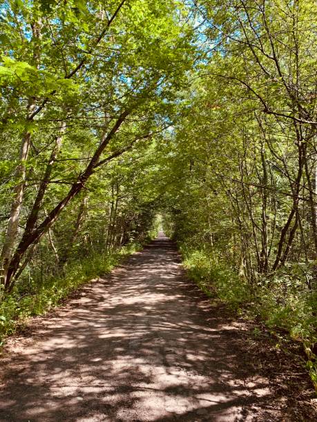 istock Picturesque pathway in the forest. Perspective view 1163702777