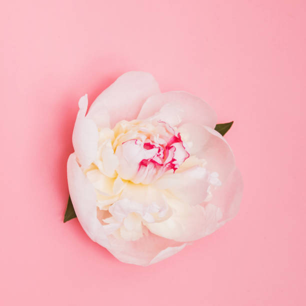 istock Beautiful white peony isolated on the pink background 1163703084