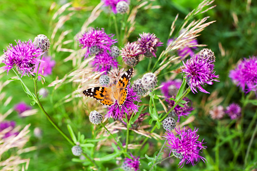 Painted lady butterfly on blooming purple thistle flowers close up top view, beautiful orange Vanessa cardui on blurred green grass summer field and violet blossom burdock background macro, copy space