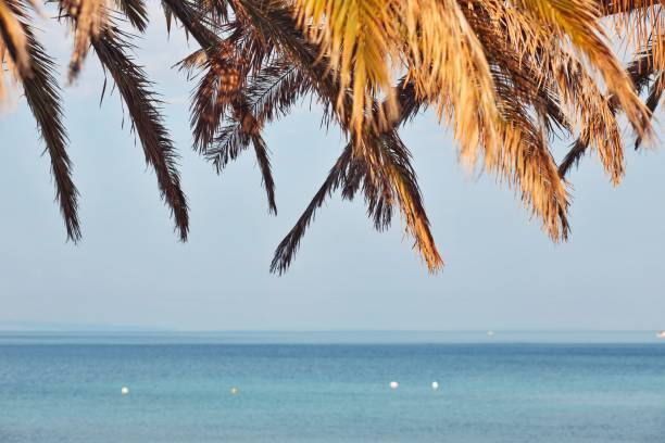 istock Tropical view of the sea 1163703219