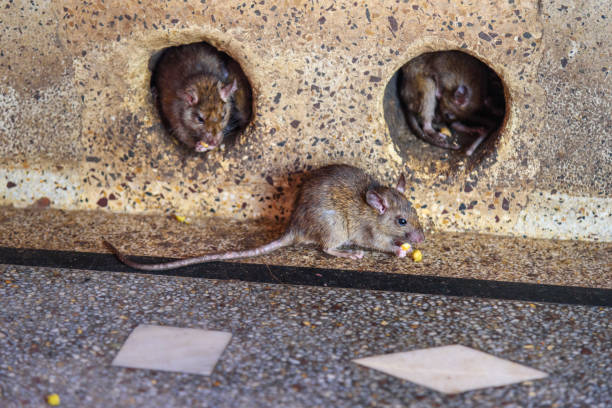 rats dans le temple de karni mata ou le temple de rats. deshnok. rajasthan. inde - bikaner photos et images de collection