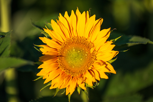 Sunflower plant in the summer of the Netherlands
