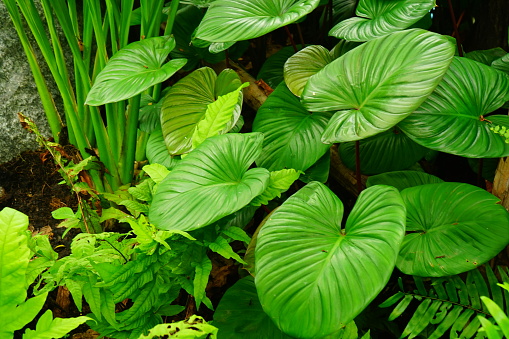 Plant, Shadow, Thailand, Leaf, Tropical Climate