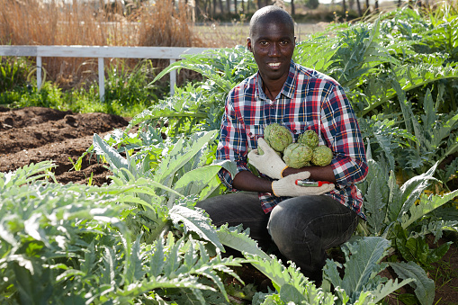 Smiling African-American man holding harvested artichokes in vegetable garden