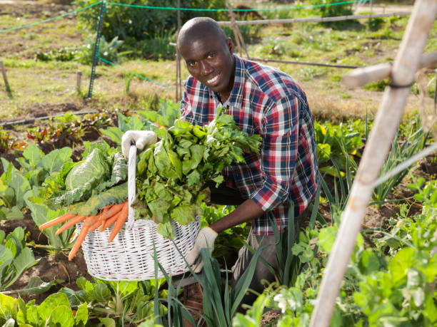 istock African gardener with harvest 1163704496