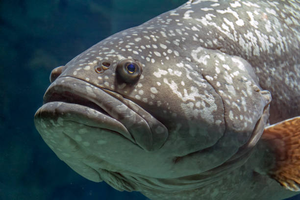 istock Giant grouper portrait 1163704672