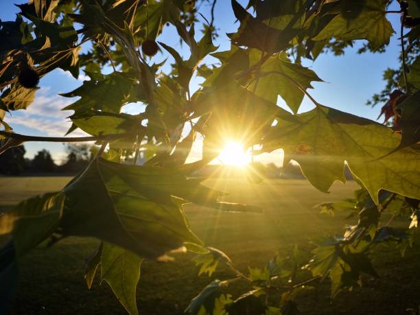 istock Sunrise, Cambridge, United Kingdom 1163705582