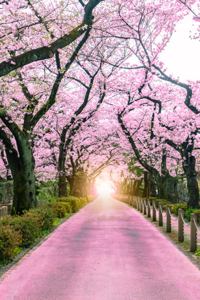 Lighting at the destination Walking path under the beautiful sakura tree or cherry tree tunnel in Tokyo, Japan stock photo