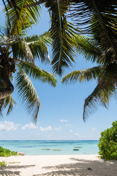 istock Ocean view with coconut palms and boats 1163707538