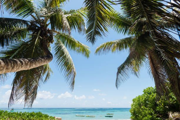 istock Ocean view with coconut palms and boats 1163707557