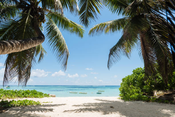 istock Ocean view with coconut palms and boats 1163707577