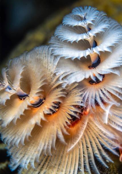 istock Spirobranchus giganteus, Christmas tree worms 1163708253