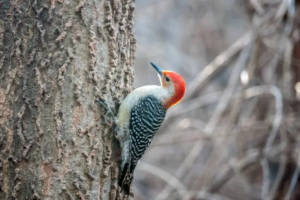 red-bellied woodpecker ,Melanerpes carolinus is a medium-sized woodpecker of the family Picidae.